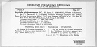 Golovinomyces cichoracearum image